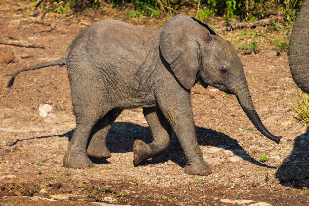 Slon africký / African Elephant