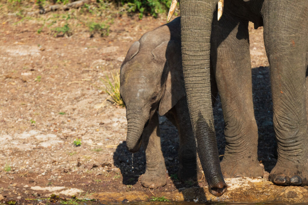 Slon africký / African Elephant