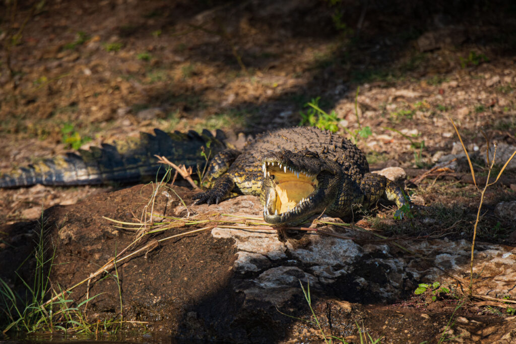 Krokodýl nilský / Nile Crocodile