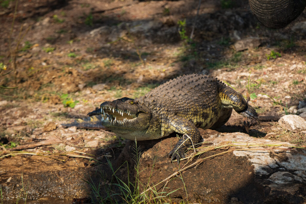 Krokodýl nilský / Nile Crocodile