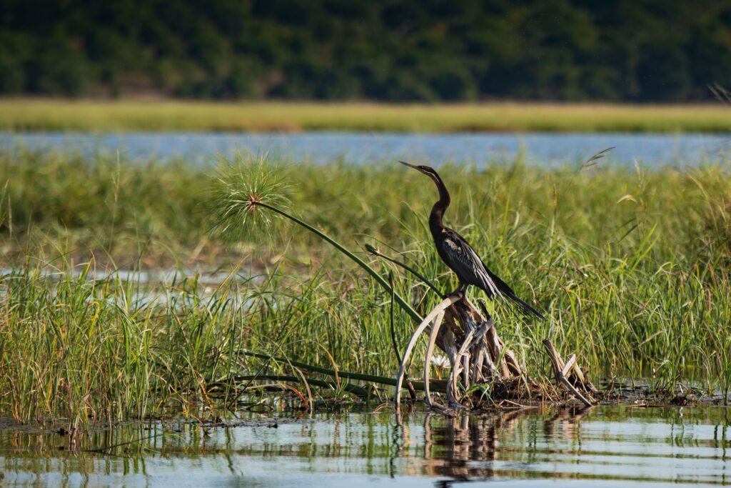 Anhinga africká / African Darter