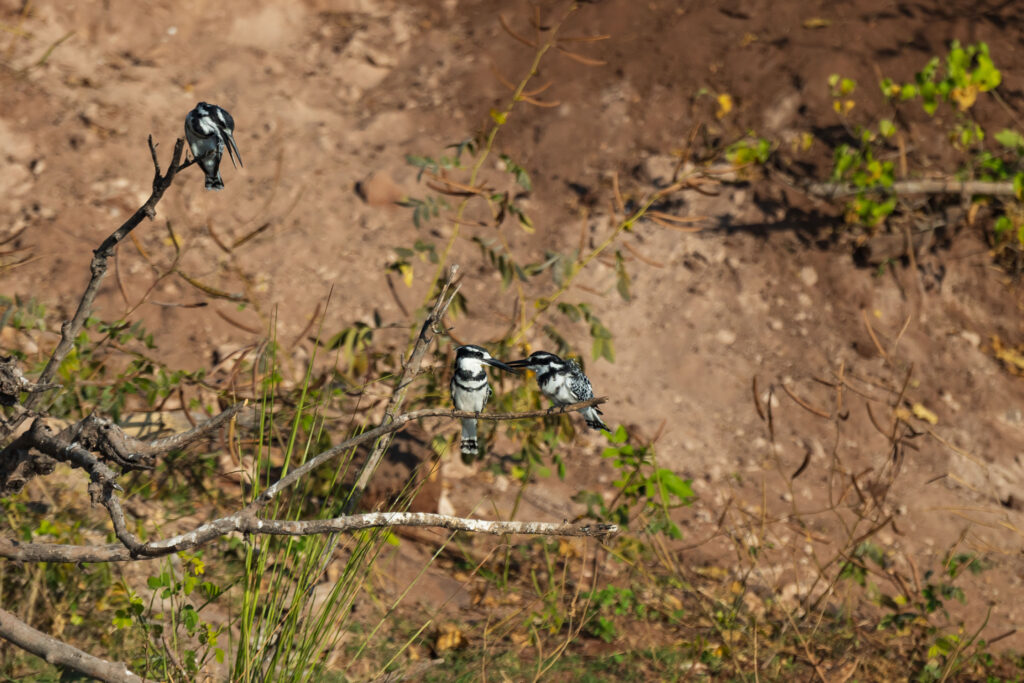 Rybařík jižní / Pied Kingfisher
