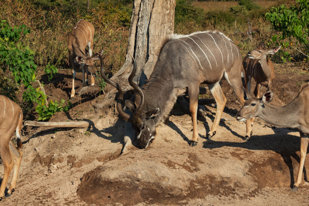 Kudu velký / Greater Kudu
