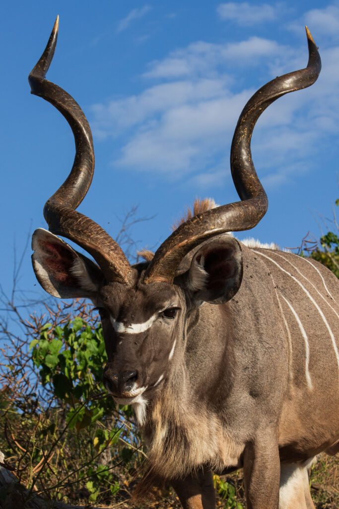 Kudu velký / Greater Kudu