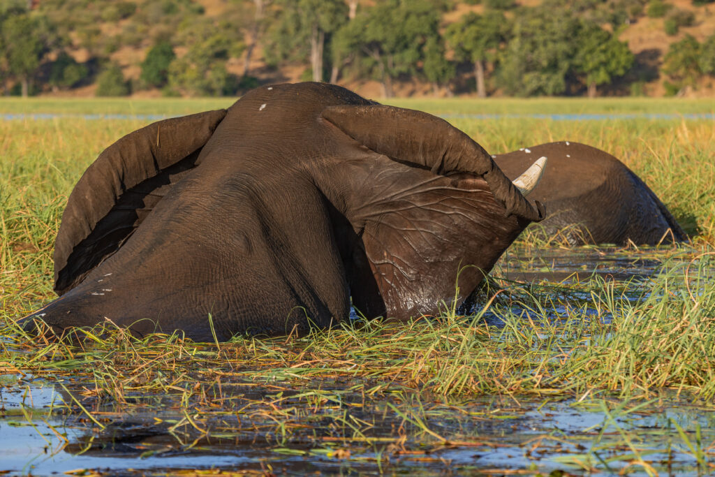 Slon africký / African Elephant
