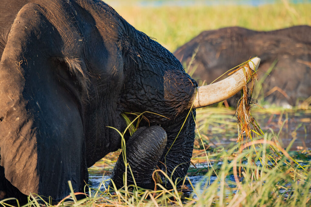 Slon africký / African Elephant