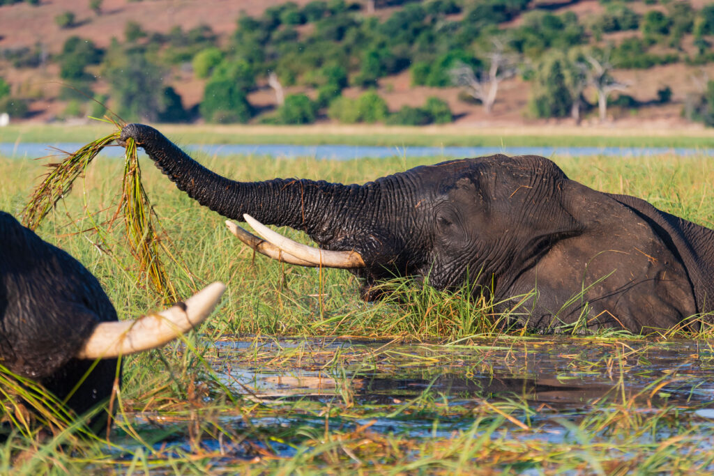 Slon africký / African Elephant
