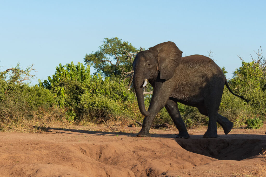 Slon africký / African Elephant