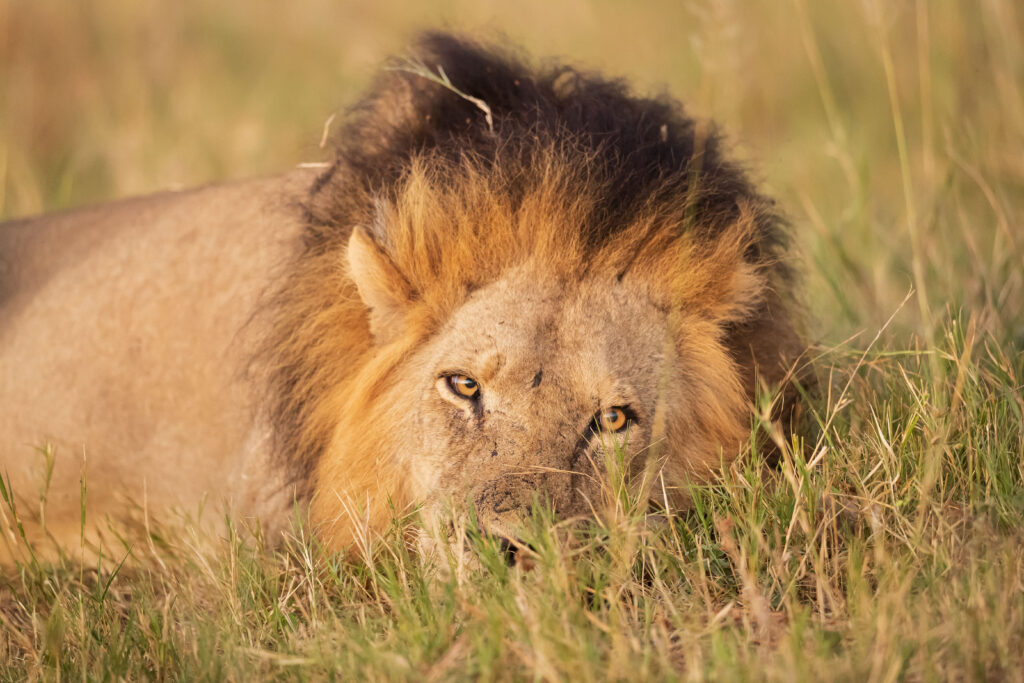 Lev pustinný / Lion