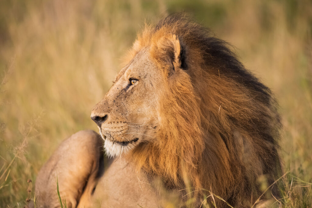 Lev pustinný / Lion