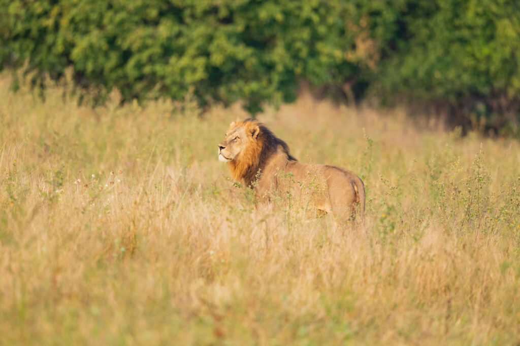 Lev pustinný / Lion