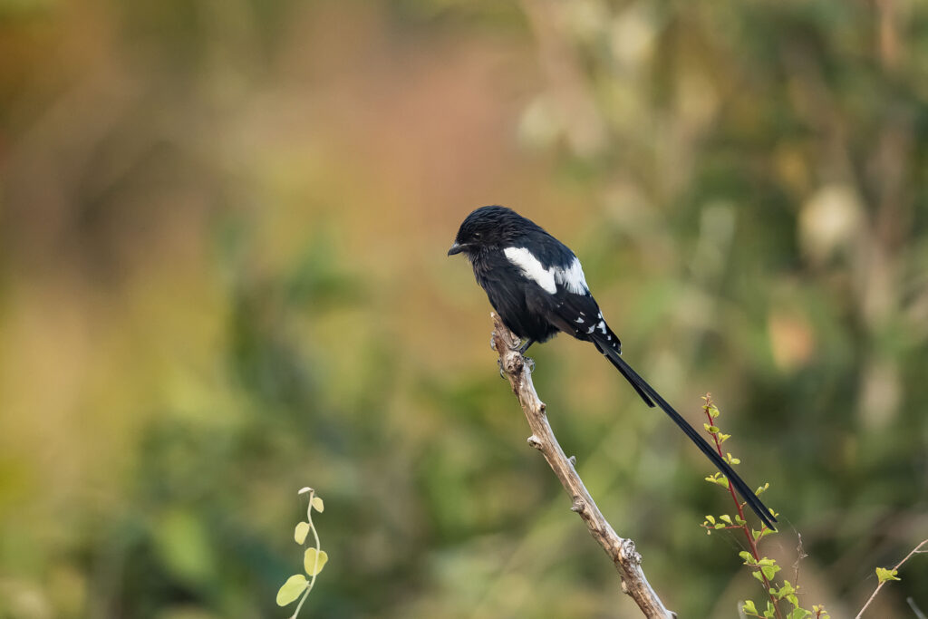 Ťuhýk stračí / Magpie Shrike