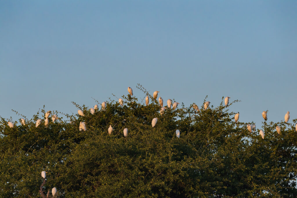 Volavka rusohlavá / Cattle Egret