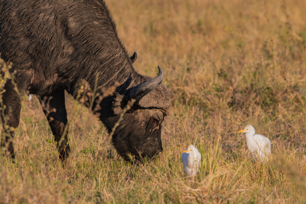 Buvol africký + volavka rusohlavá / African Buffalo + Cattle Egret