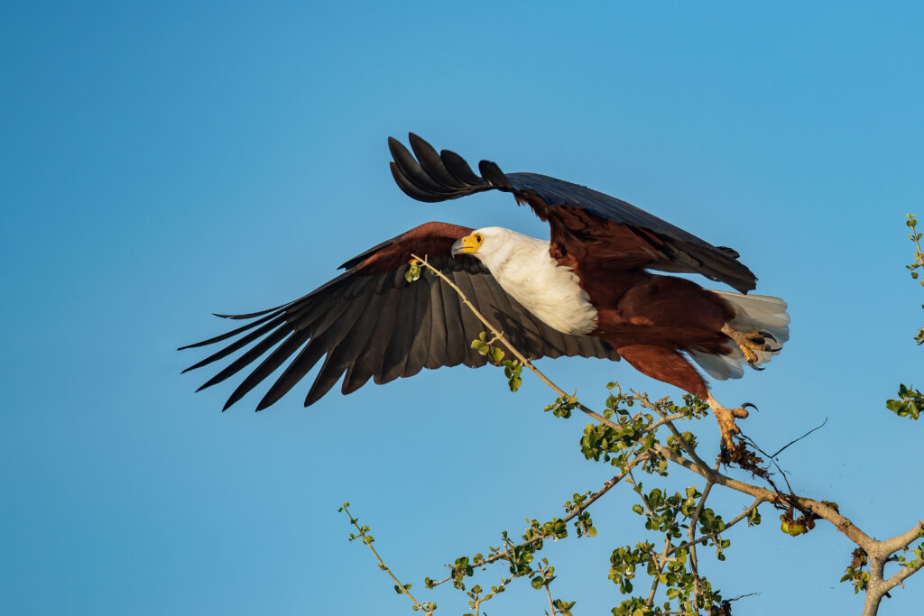 Orel jasnohlasý / African Fish Eagle