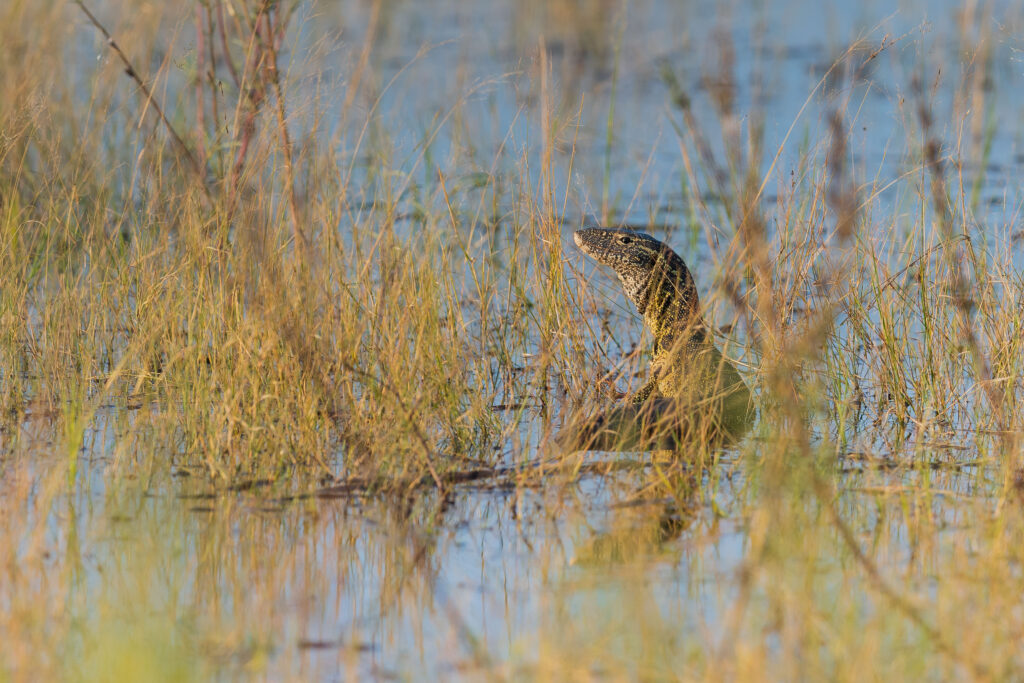 Varan nilský / Savannah Nile Monitor