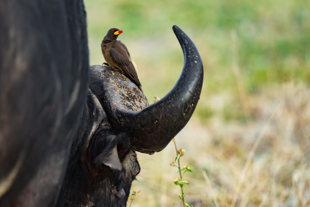 Klubák žlutozobý / Yellow – billed Oxpecker