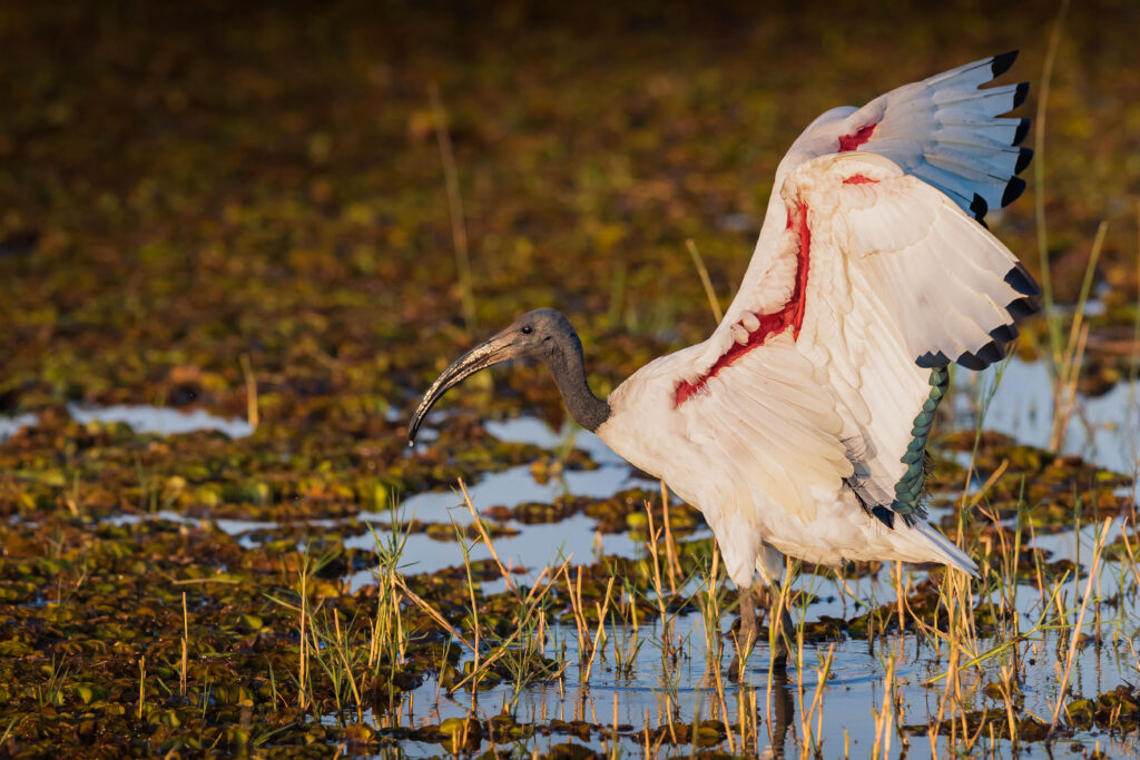 Ibis posvátný / African Sacred Ibis