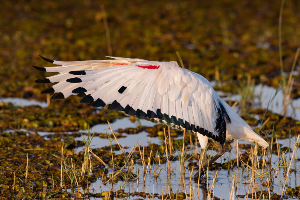 Ibis posvátný / African Sacred Ibis