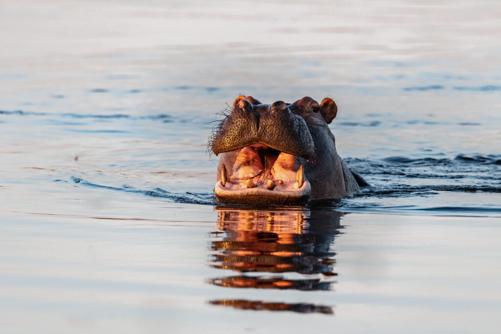 Hroch obojživelný / Hippo