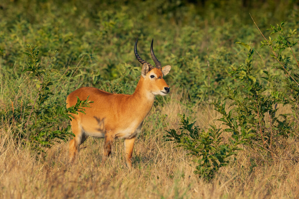 Voduška červená / Leche
