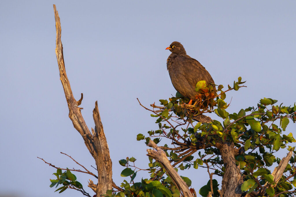 Frankolín červenozobý / Red – billed Spurfowl