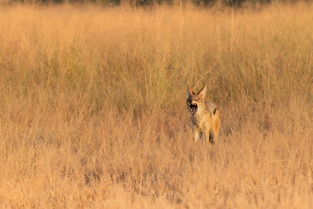 Šakal čabrakový / Black – backed Jackal