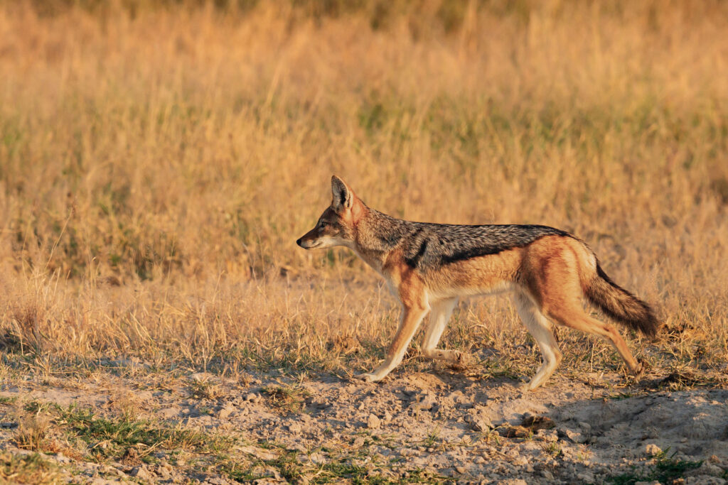 Šakal čabrakový / Black – backed Jackal