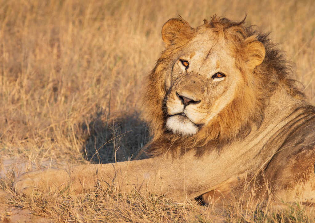 Lev pustinný / Lion