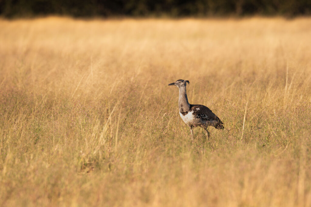 Drop kori / Kori Bustard