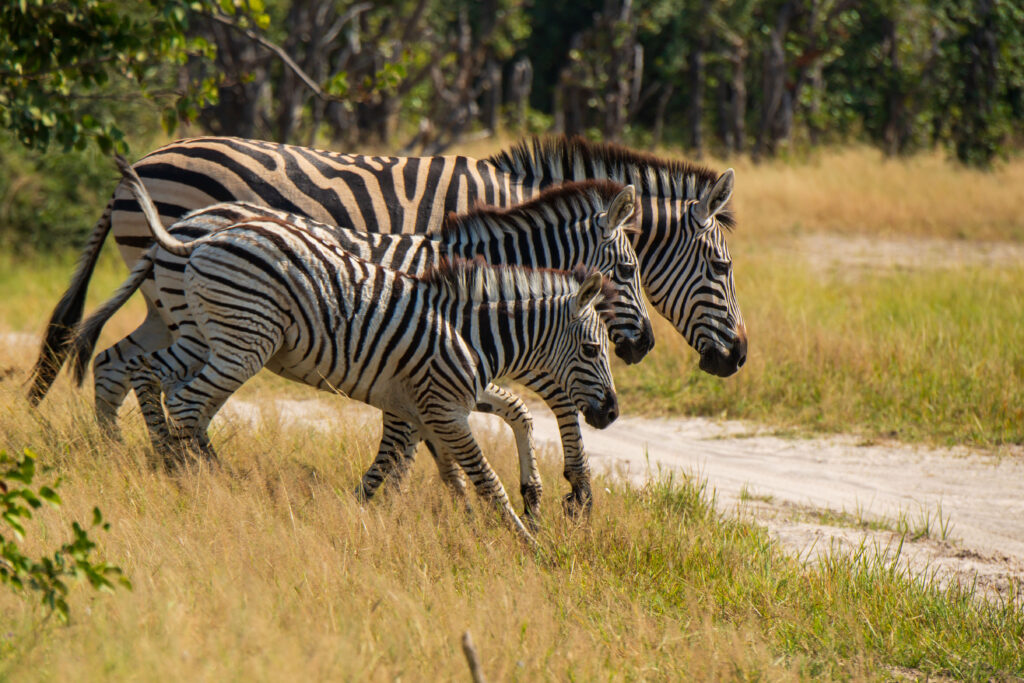 Zebra stepní / Plains Zebra