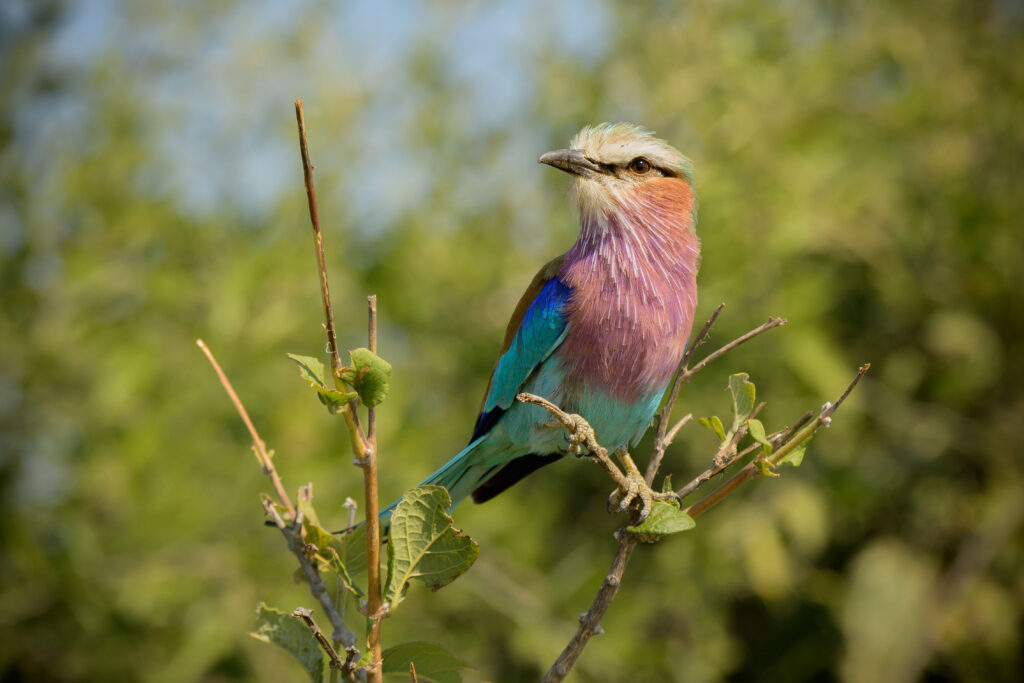 Mandelík fialovoprsý / Lilac-breasted Roller