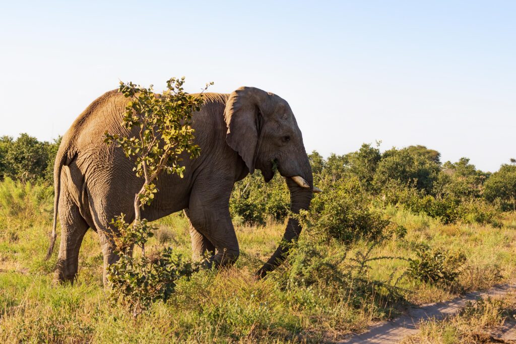 Slon africký / African Elephant