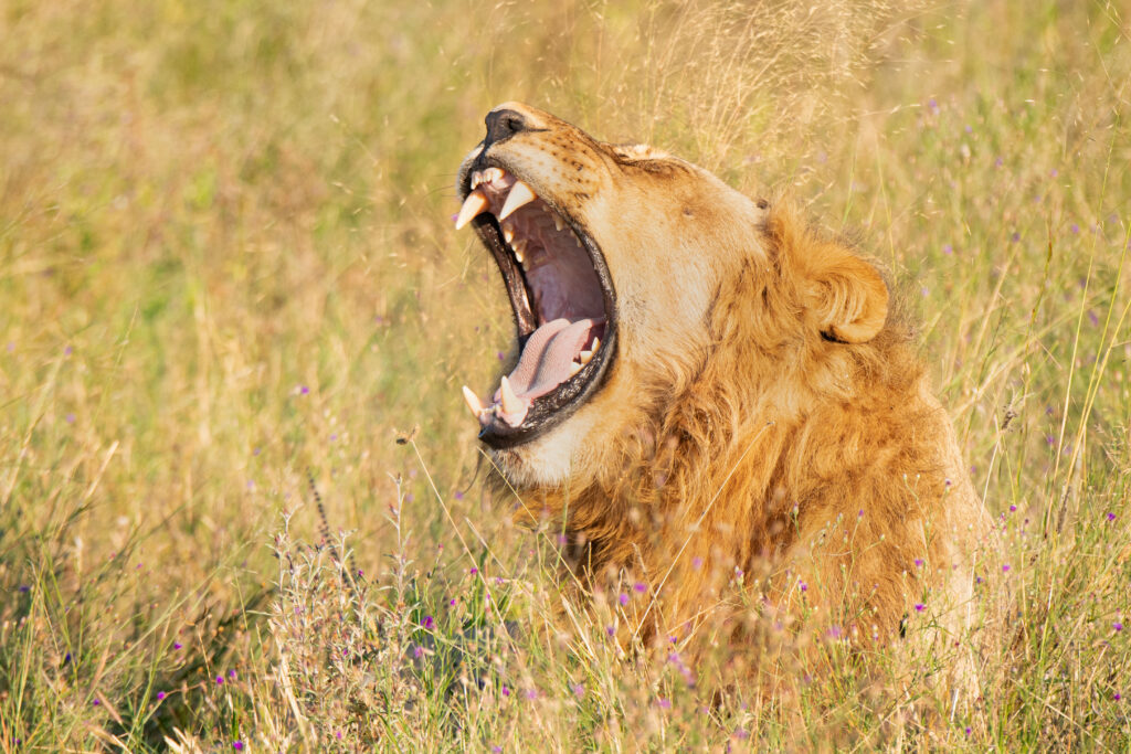 Lev pustinný / Lion