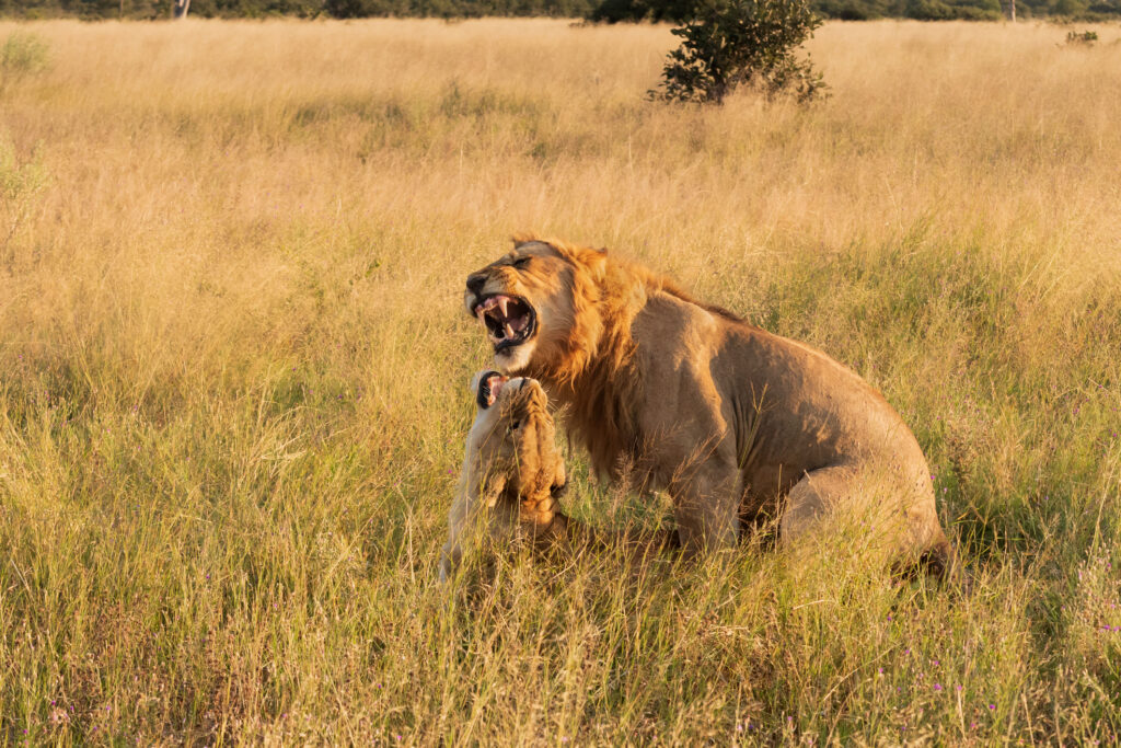 Lev pustinný / Lion