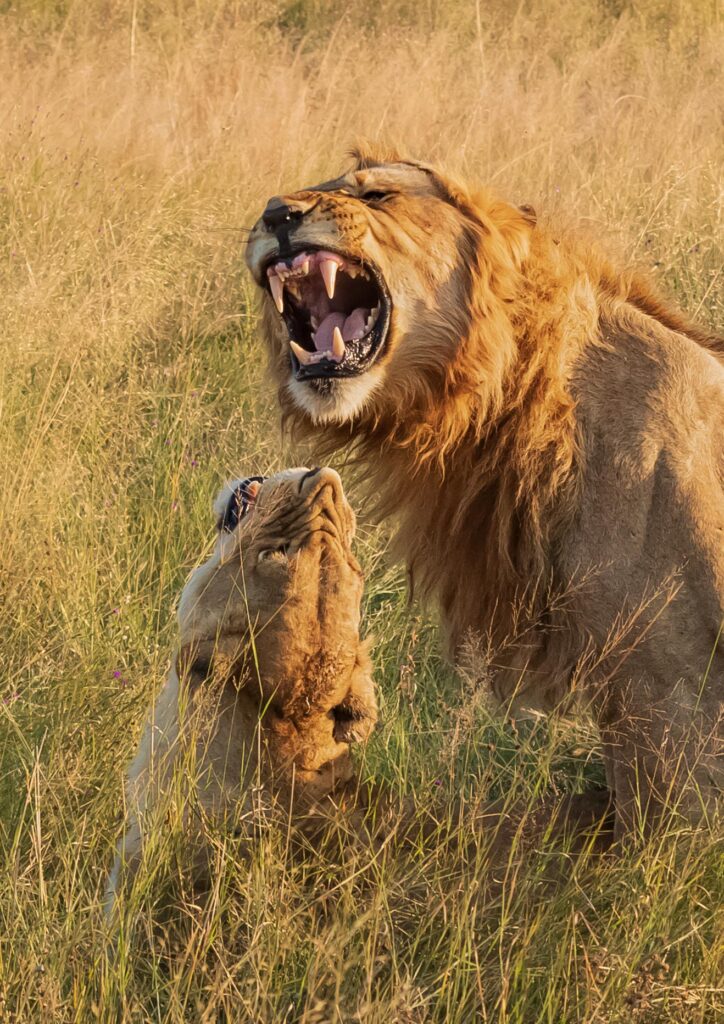 Lev pustinný / Lion