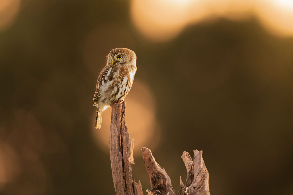 Kulíšek perlový / Pearl-spotted Owlet