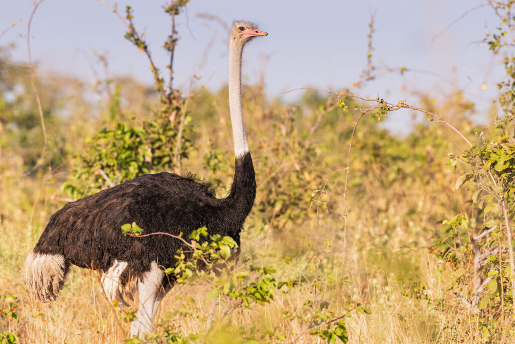 Pštros dvouprstý / Ostrich