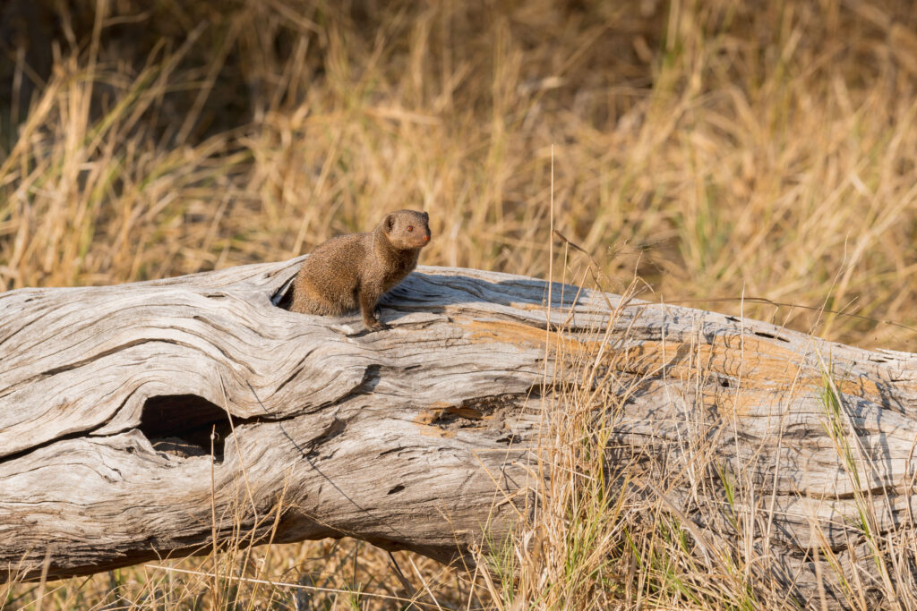 Mangusta jižní / Dwarf Mongoose