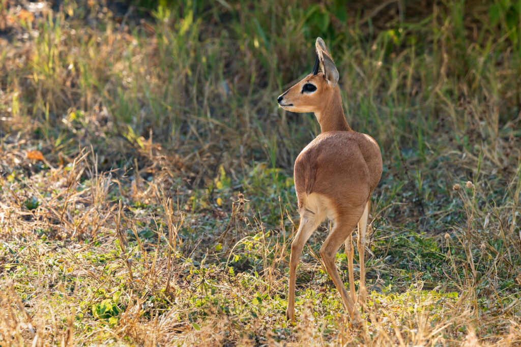 Antilopa trávní / Steenbok