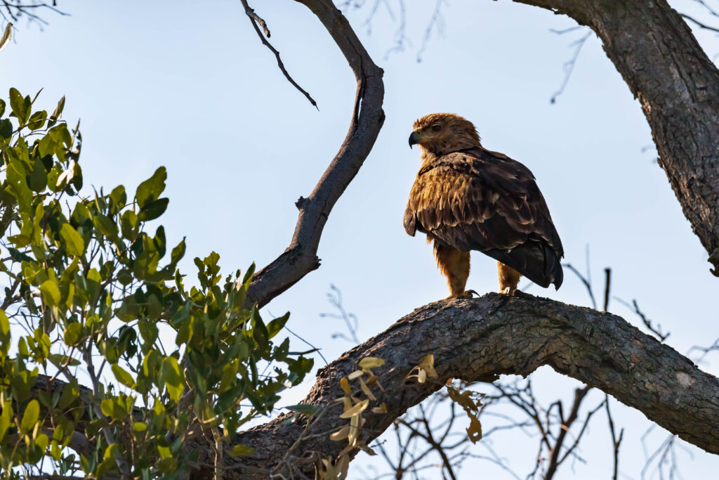 Orel okrový / Tawny Eagle