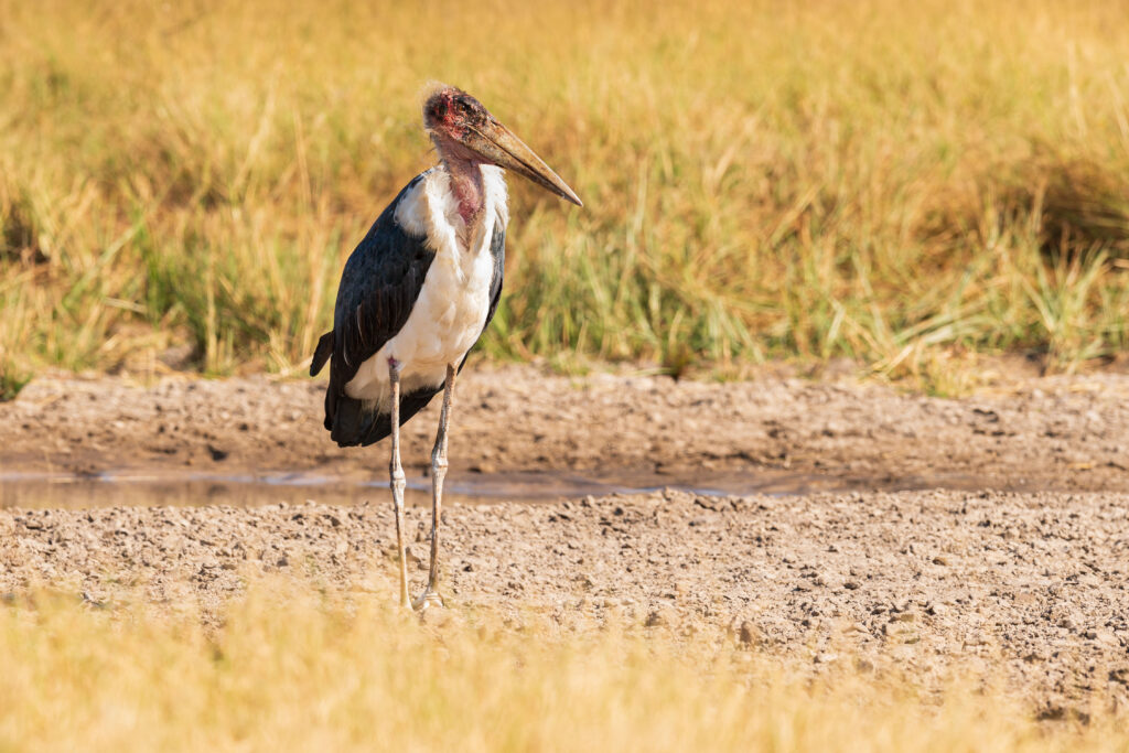 Čáp marabu / Marabou Stork