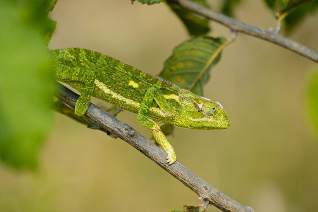 Chameleon