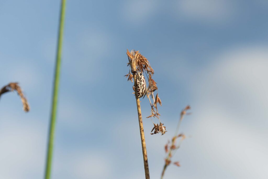 Angolská rákosová žába / Angolan Reed Frog