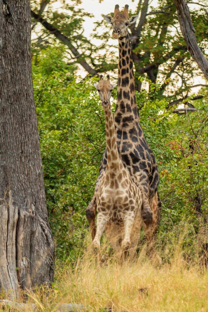 Žirafa kapská / Southern Giraffe