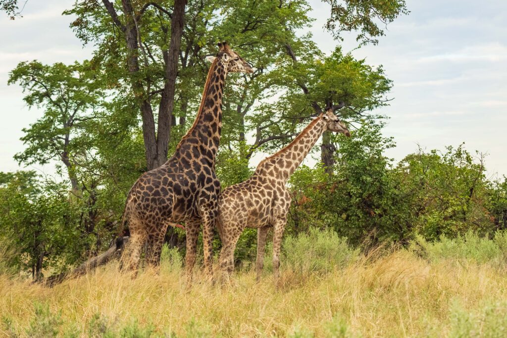 Žirafa kapská / Southern Giraffe