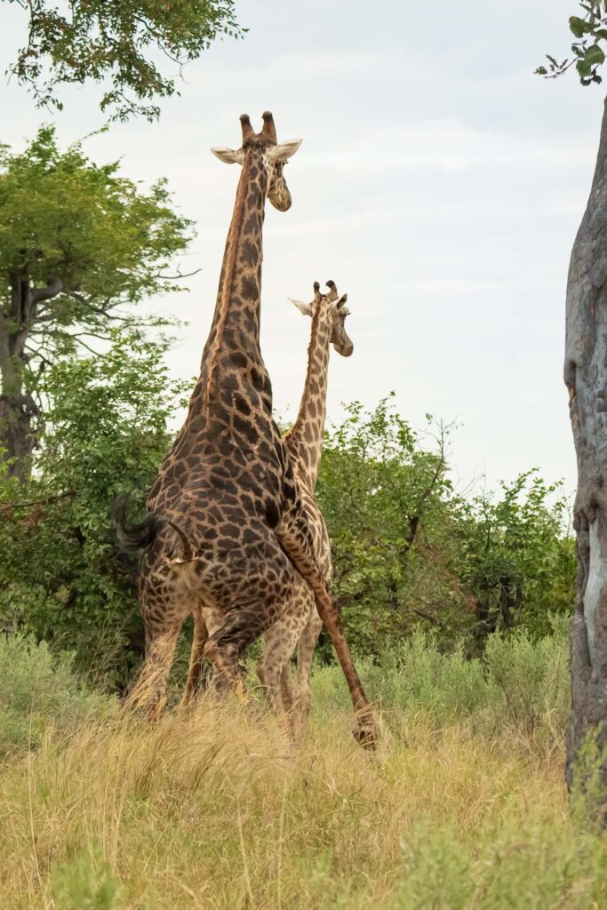 Žirafa kapská / Southern Giraffe