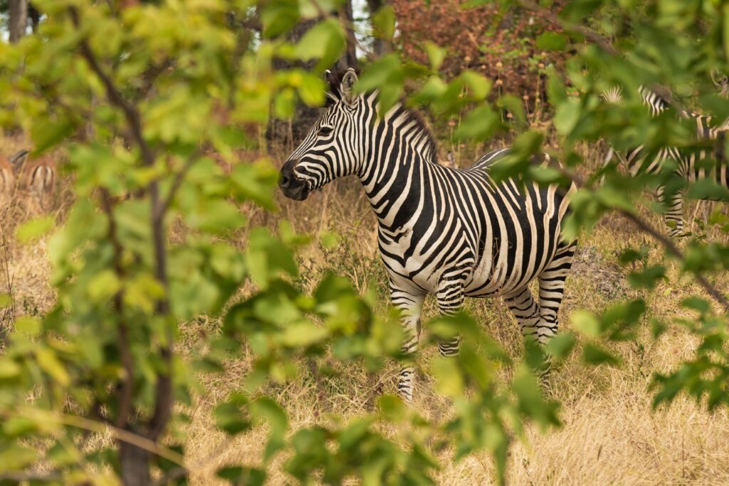 Zebra stepní / Plains Zebra