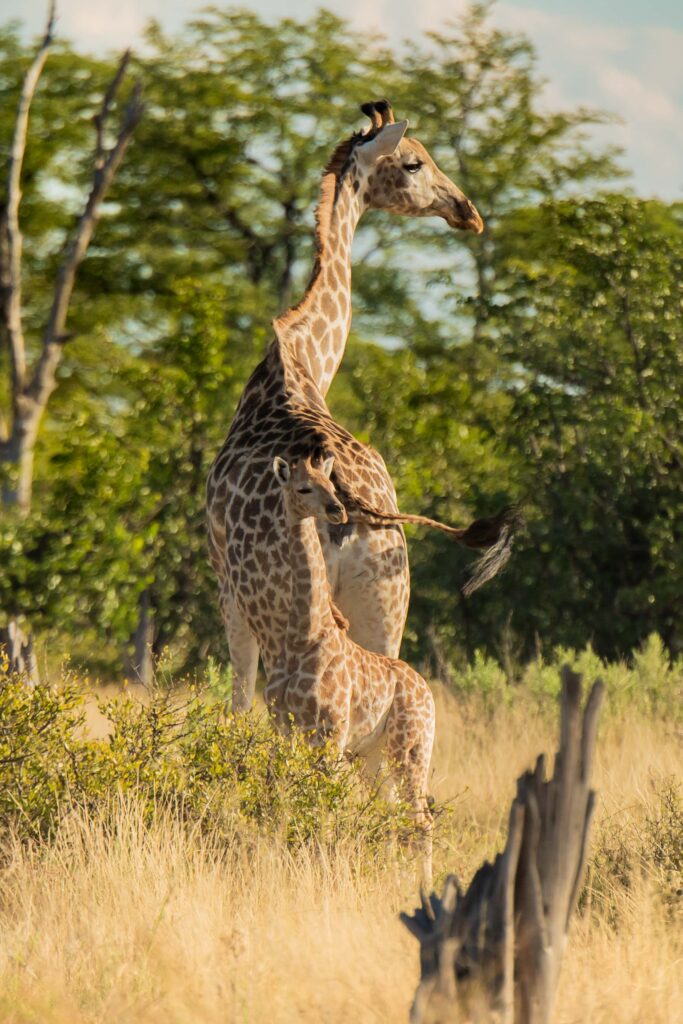 Žirafa kapská / Southern Giraffe