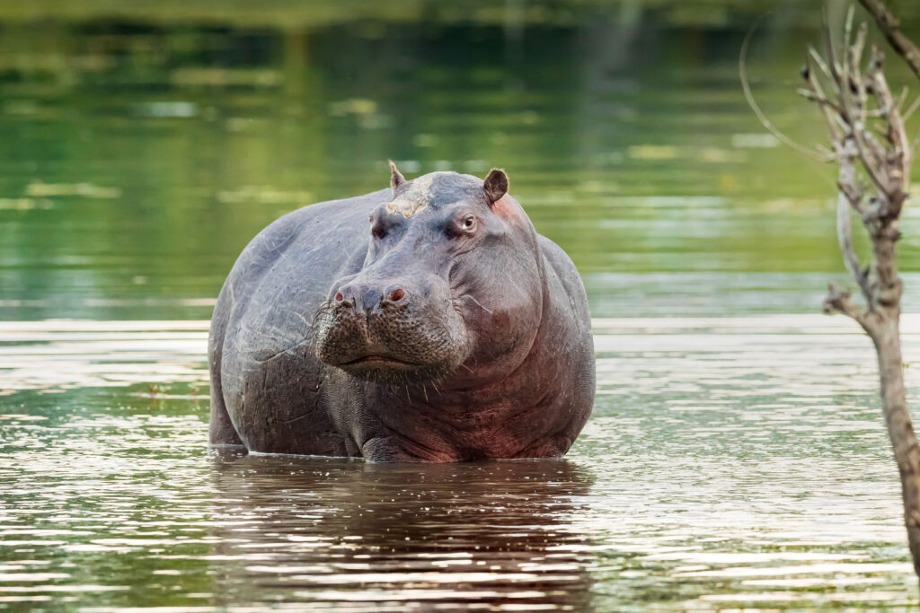 Hroch obojživelný / Hippo